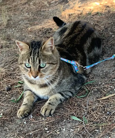 Chat Perdu 13 Bouches-du-Rhône - Puma-mais-répond-à-"chouchou"